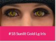 Sunlit gold lg iris